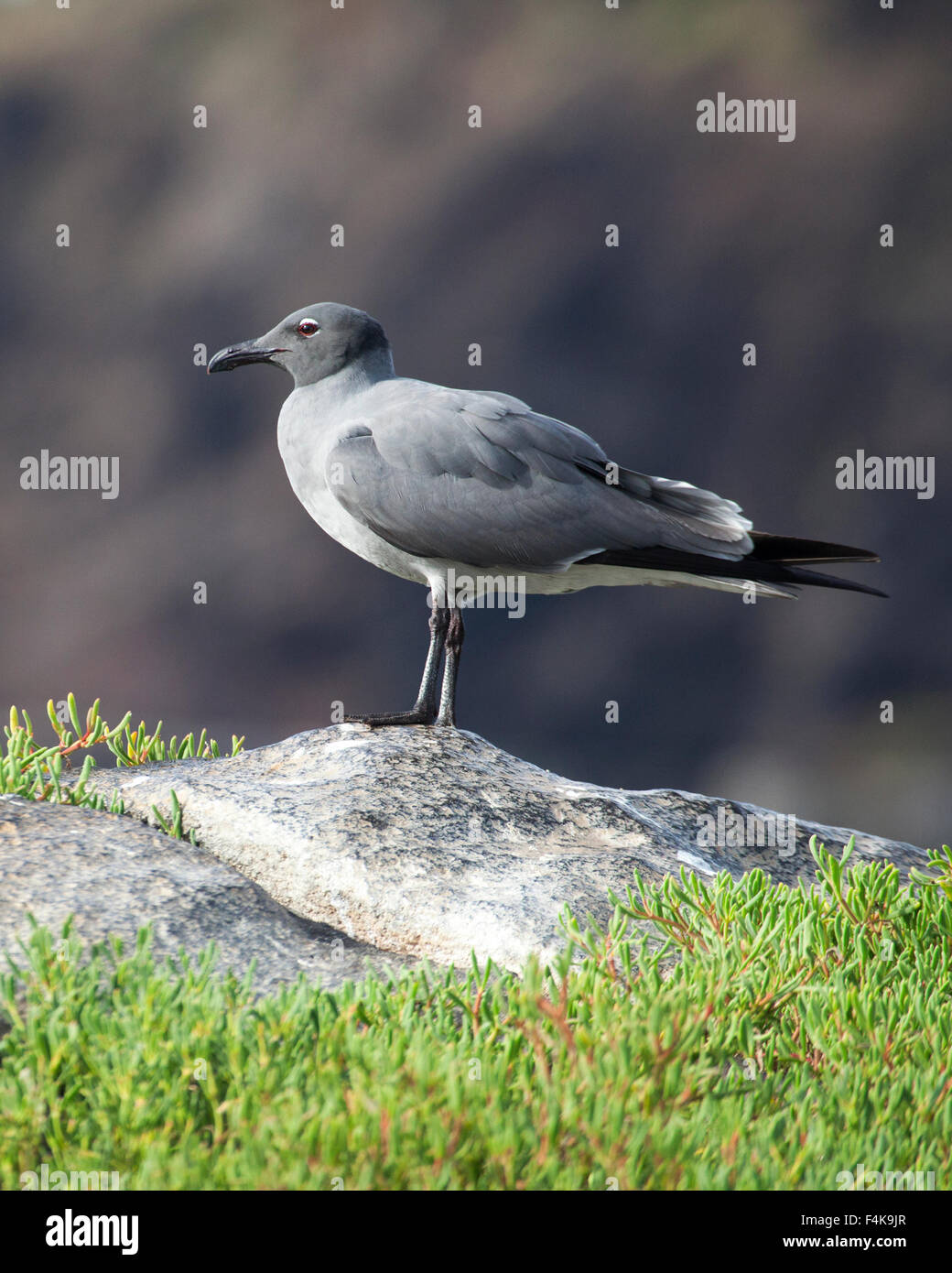 Lava Gull (Larus Fuliginosus) Stockfoto