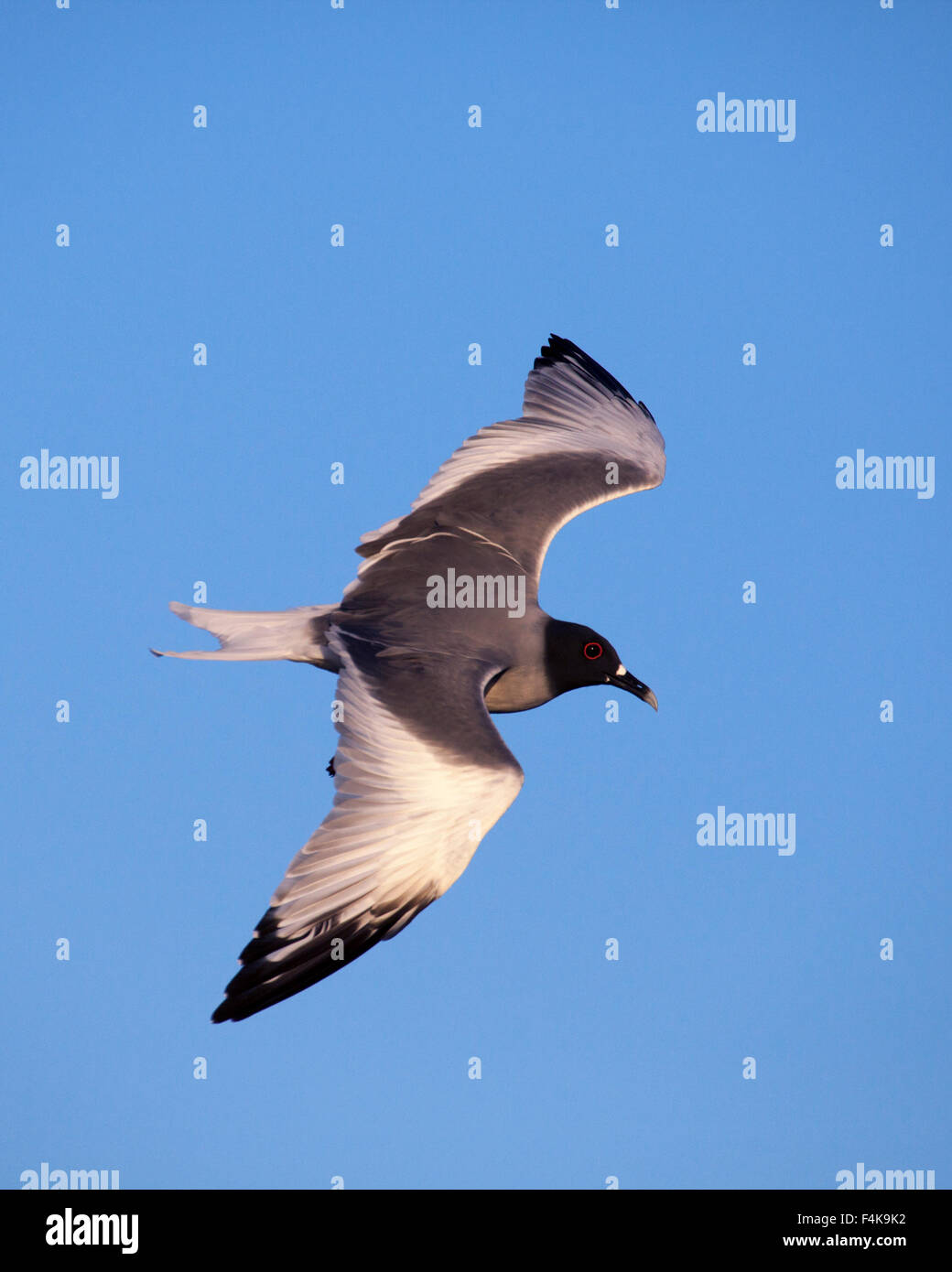 Schwalbenschwanz-Möwe im blauen Himmel (Creagrus furcatus) Stockfoto