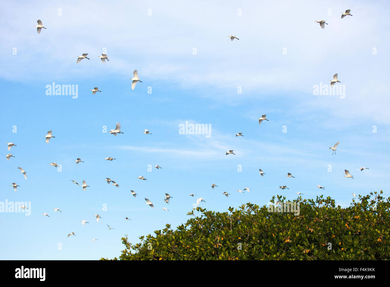 Kuhreiher fliegen über dem roten Mangrovenwald (Bubulcus ibis) Stockfoto