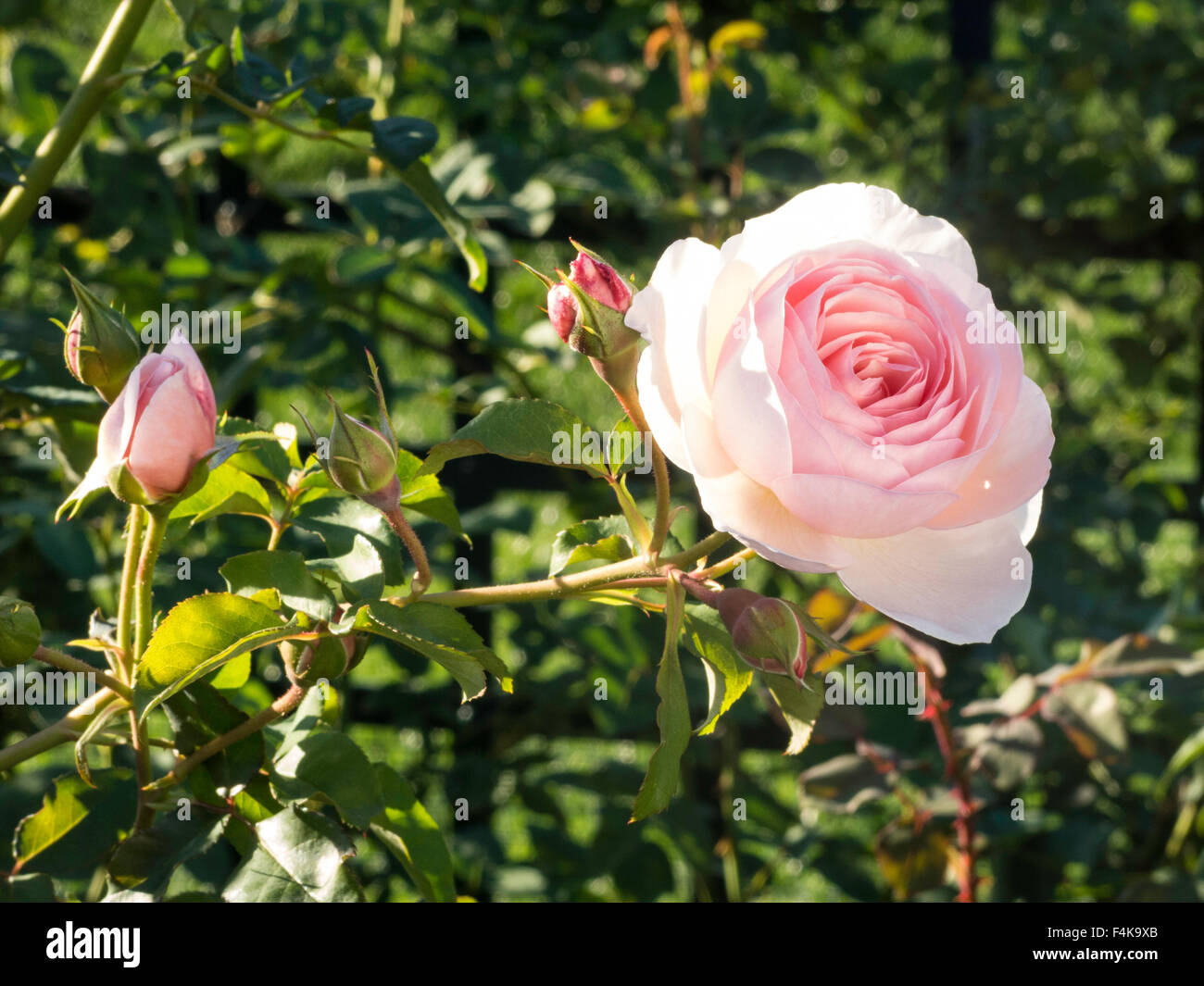 Blühende Rose Bush, USA Stockfoto