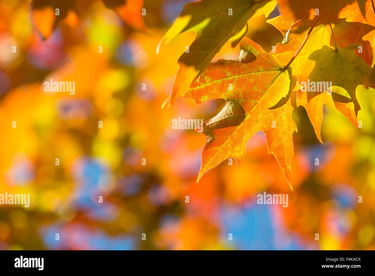 Hellen Ahornblätter herbstliche auf einem Ast. Gelb Herbstlaub orange Hintergrund mit Textfreiraum. Stockfoto