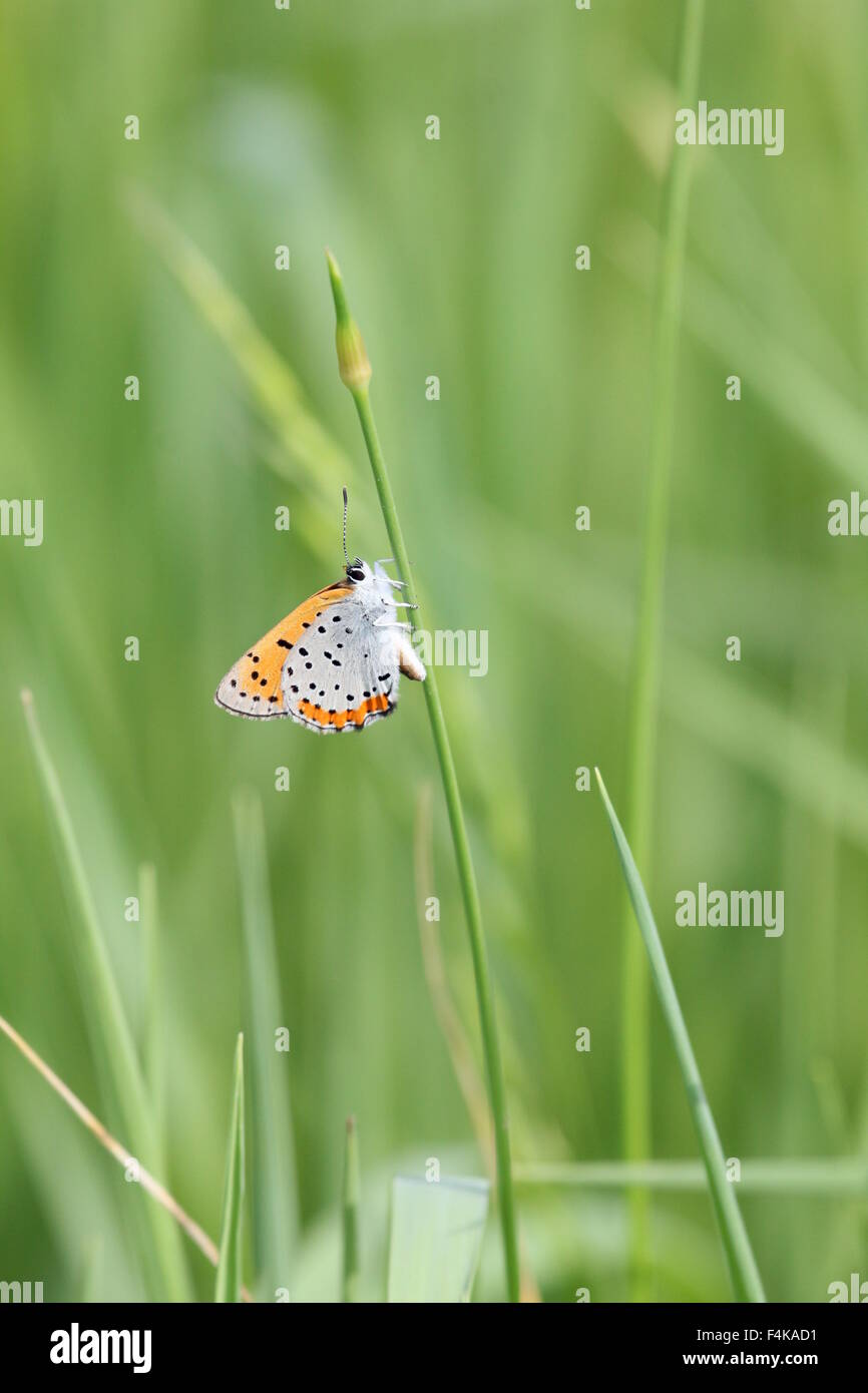 Kleiner Schmetterling thront auf Unkraut. Stockfoto
