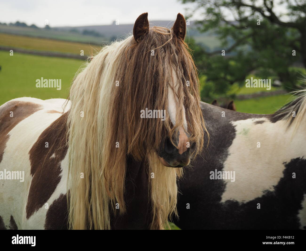 braune und weiße gescheckten Pferd mit extra langen Mähne und Fringe wie Haare bedeckte Gesicht in ländlichen Cumbrian Einstellung Stockfoto