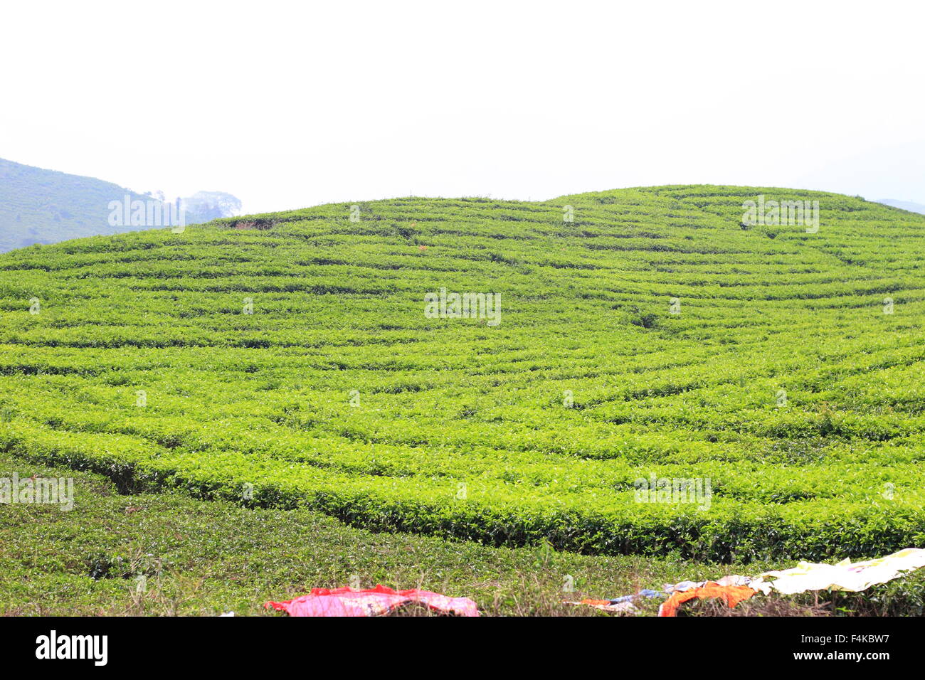 Teeplantage in Insel Sumatra, Indonesien Stockfoto
