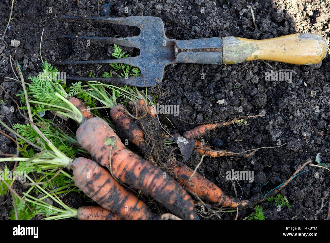 frisch gegraben Karotten lag auf dem Boden mit einer Gabel Garten Stockfoto