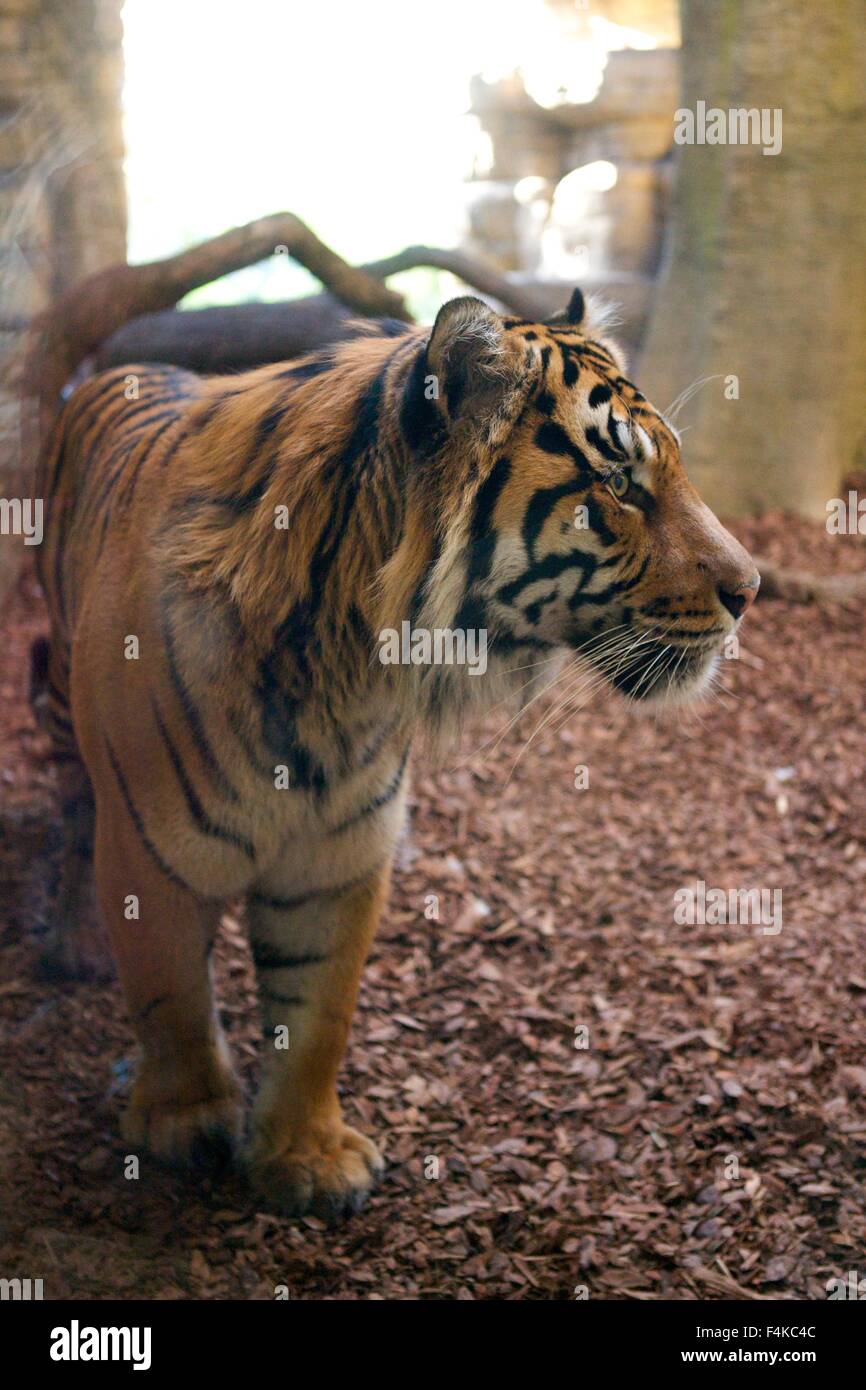 Jae Jae, London Zoo männlichen Sumatra-Tiger im Tiger Territory Gehäuse bei ZSL. Seitenprofil Stockfoto