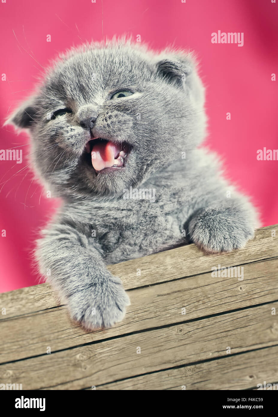 Schönheit aus dem Feld. Scottish Fold Katze. Baby Tiere Porträt Stockfoto