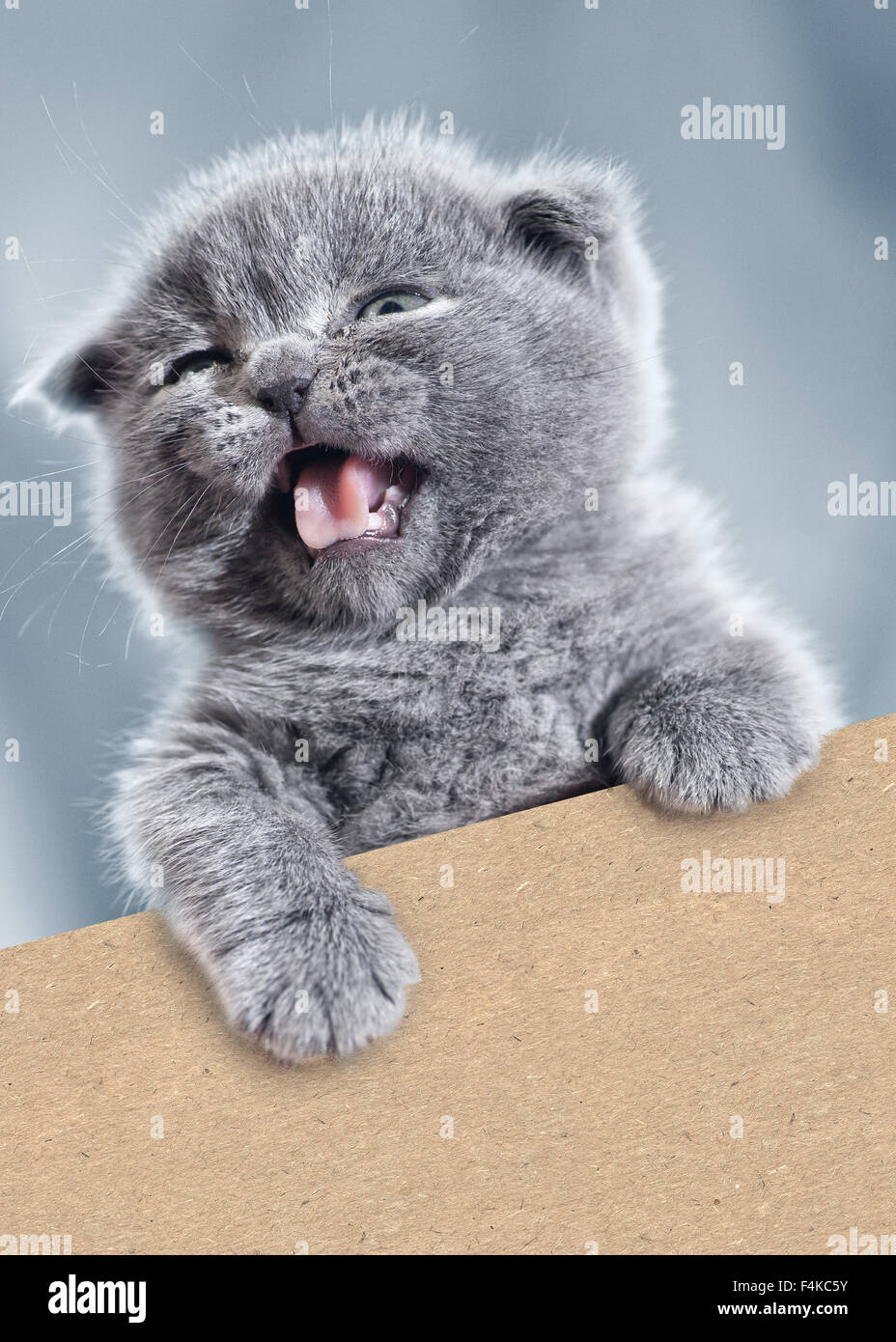Lustige Kitty mit leeren Karton. Haustier Porträt Stockfoto