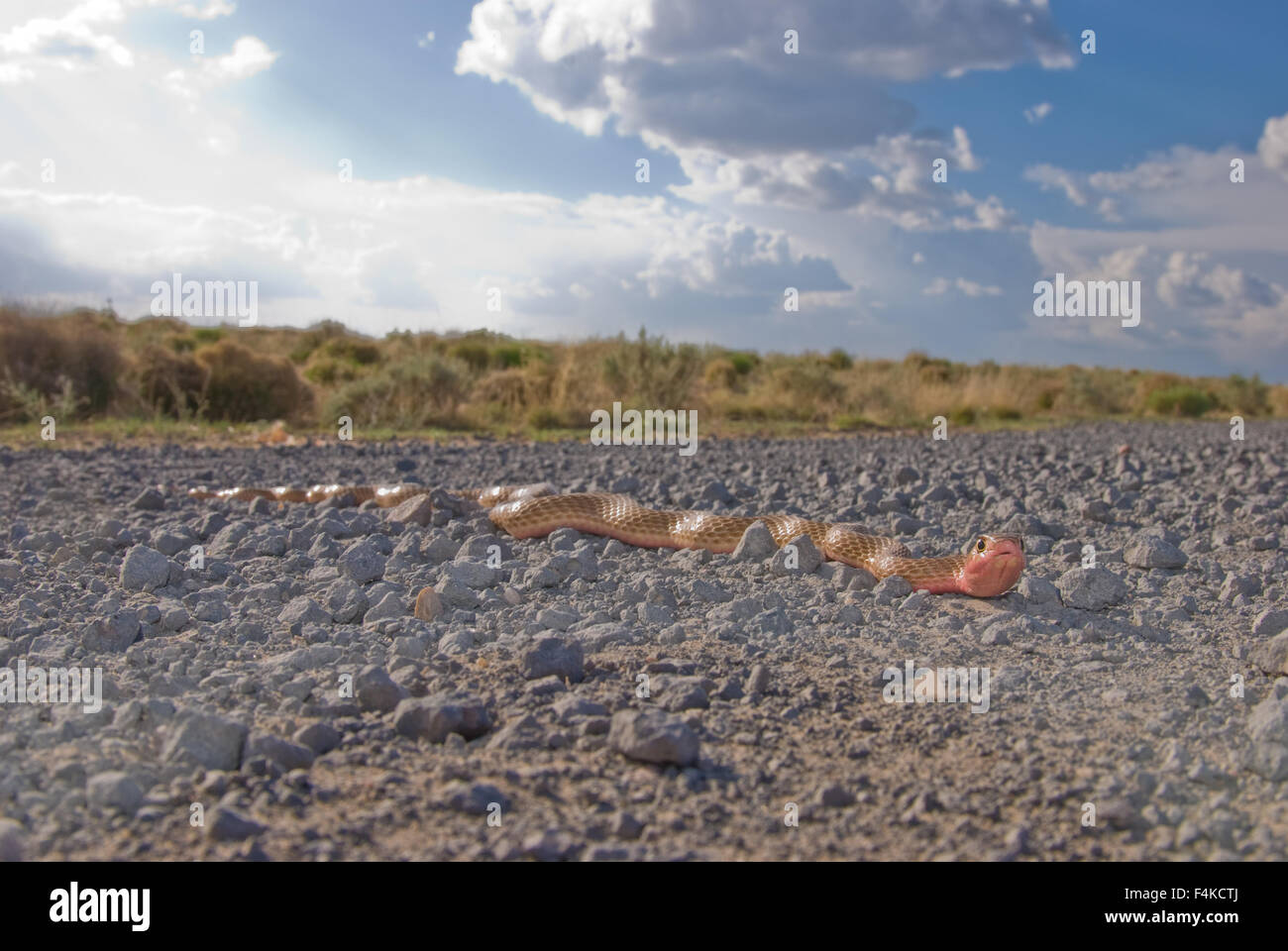 Westlichen Abschreckung, (Coluber Flagellum Testaceus), New Mexico, USA. Stockfoto