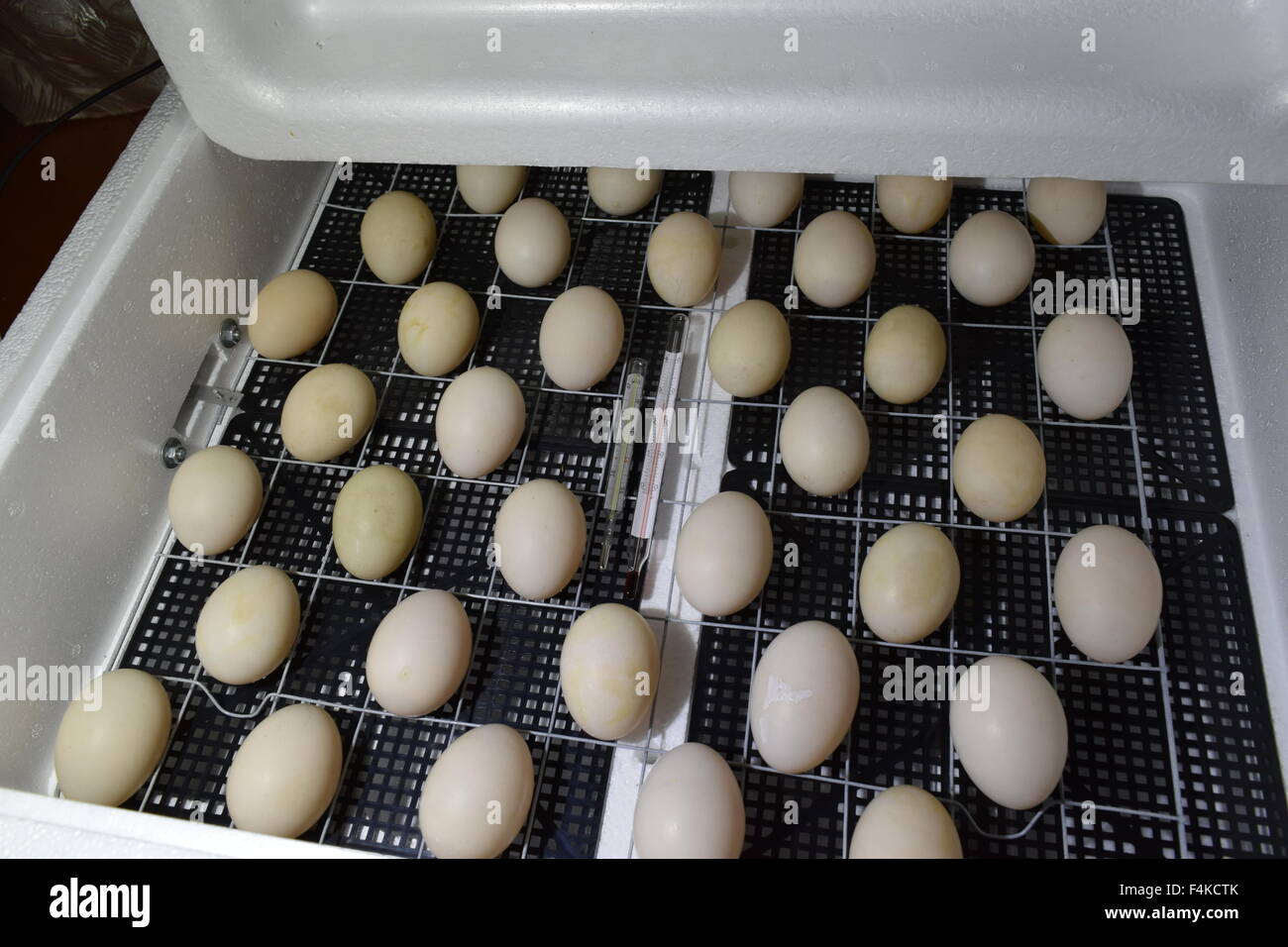 Inkubator für einen Abschluss der Hühner, Enten und Gänse. Ausrüstung für einen Haushalt. Den Eiern einer Moschus Ente liegend in einer in Stockfoto