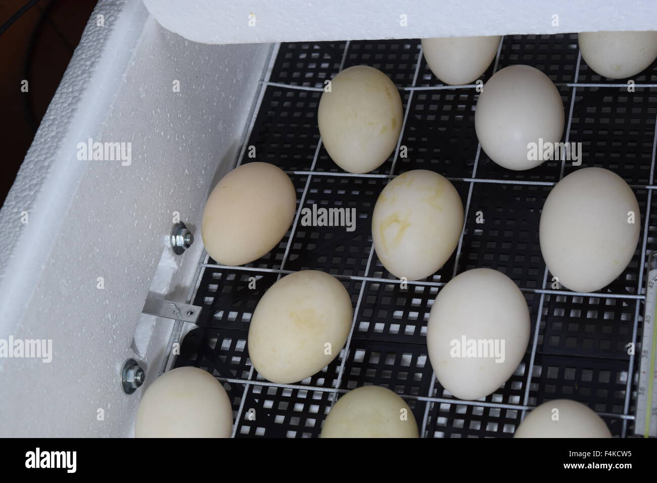 Inkubator für einen Abschluss der Hühner, Enten und Gänse. Der Mechanismus des Zuges Eier im Inkubator. Stockfoto