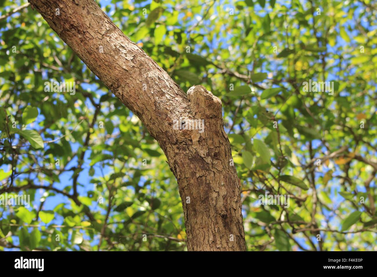 Baum-Stamm, Rinde, Äste, Blätter, Sonnenlicht Stockfoto