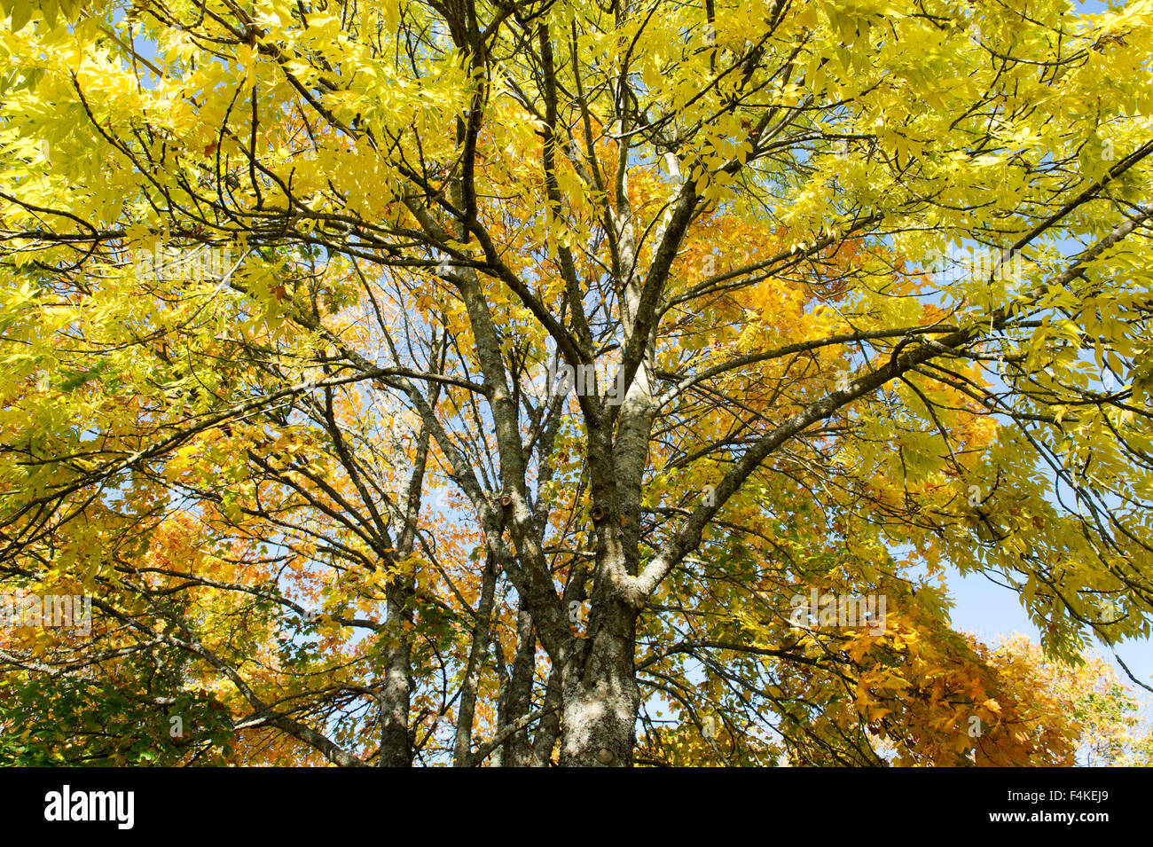 Fraxinus Excelsior.  Esche im Herbst vor einem blauen Himmel in Schottland Stockfoto