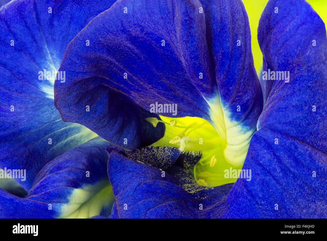 'Butterfly Pea' Blume Stockfoto