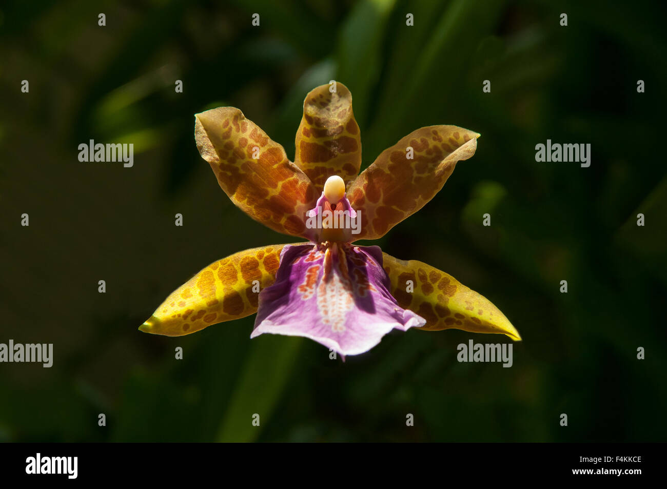 Belle Glade Orchidee Miltonia Stockfoto