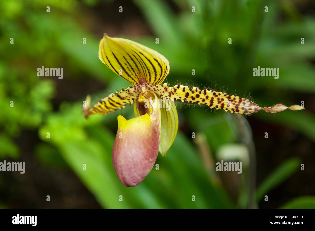 Paphiopedilum Transvaal Orchidee Stockfoto