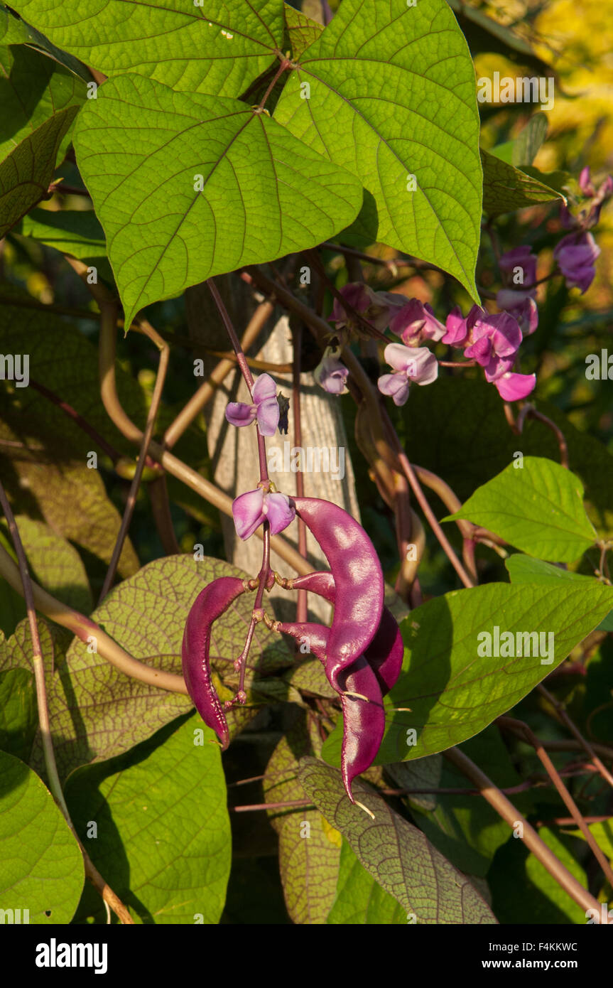 Lablab Purpureus, Purple Hyacinth Bean-Rebe im Bartholdi Park, Washington DC, USA Stockfoto