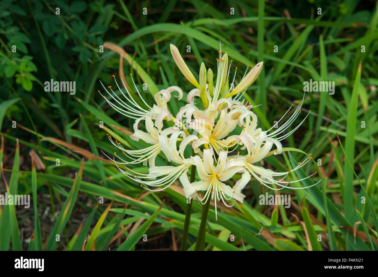 Iris Siberica, Sibirische Schwertlilie Stockfoto