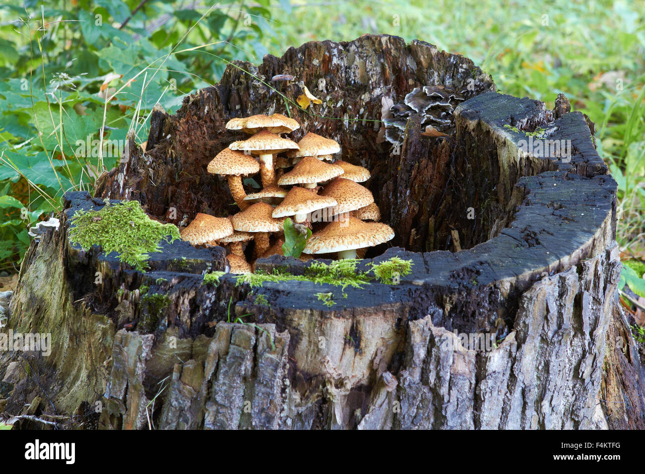 Baumstumpf mit Pilze und Moos Stockfoto