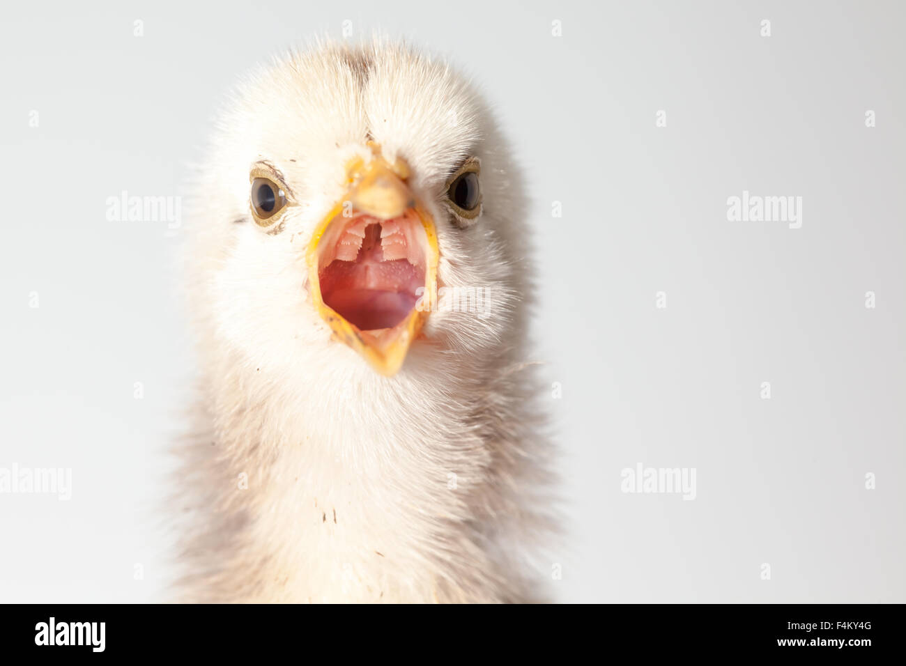 eine einzelne Küken ruft ihre Mutter Henne Stockfoto