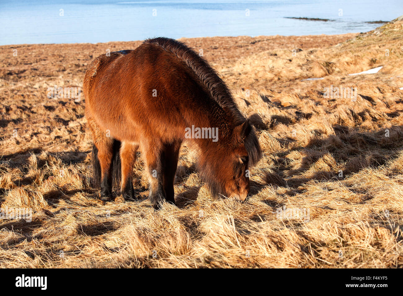 Isländische Brown pony auf einer Wiese in Island Stockfoto