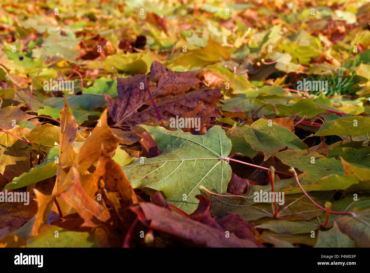 Bunte Ahornblätter im Oktober zu Boden gefallenen. Stockfoto