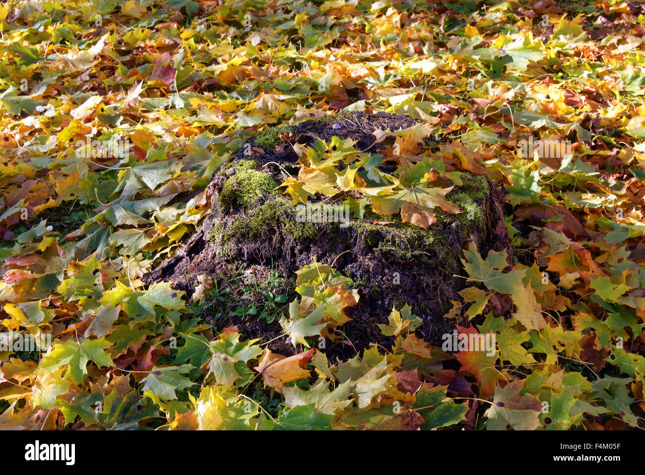 Bunte Ahornblätter gefallenen auf einem alten Baumstumpf im Oktober. Stockfoto
