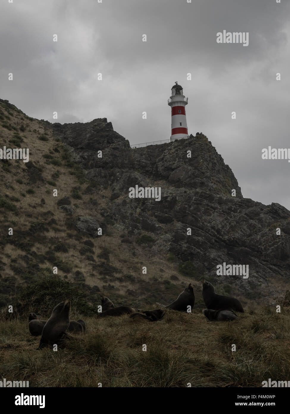 Seebären unter Leuchtturm am Cape Palliser, Wairarapa, Neuseeland Stockfoto