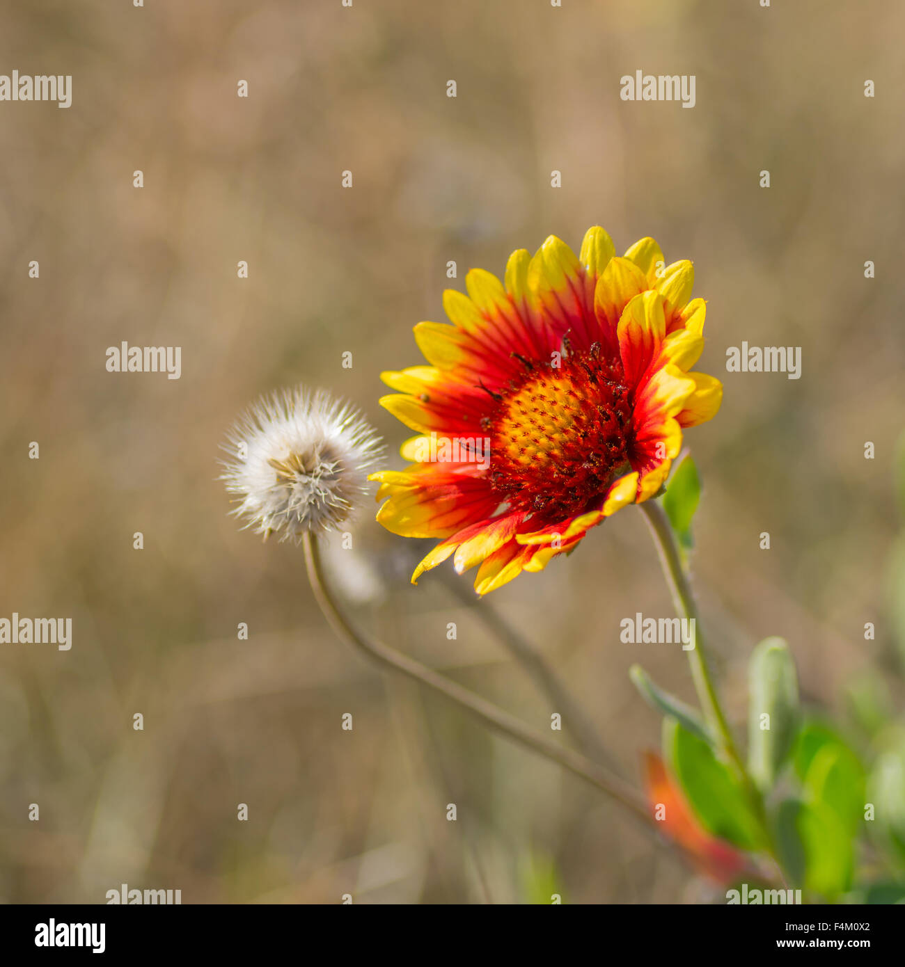 Wilde indische Decke Blume im herbstlichen wilden Feld Stockfoto