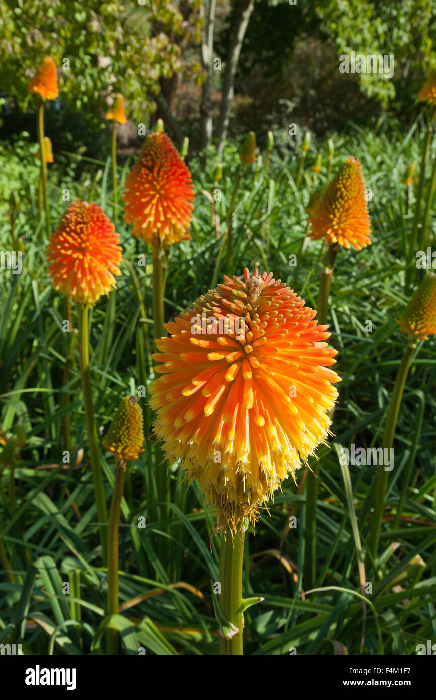 Red Hot Poker Blumen, Kniphofia, stammt aus Afrika. Stockfoto