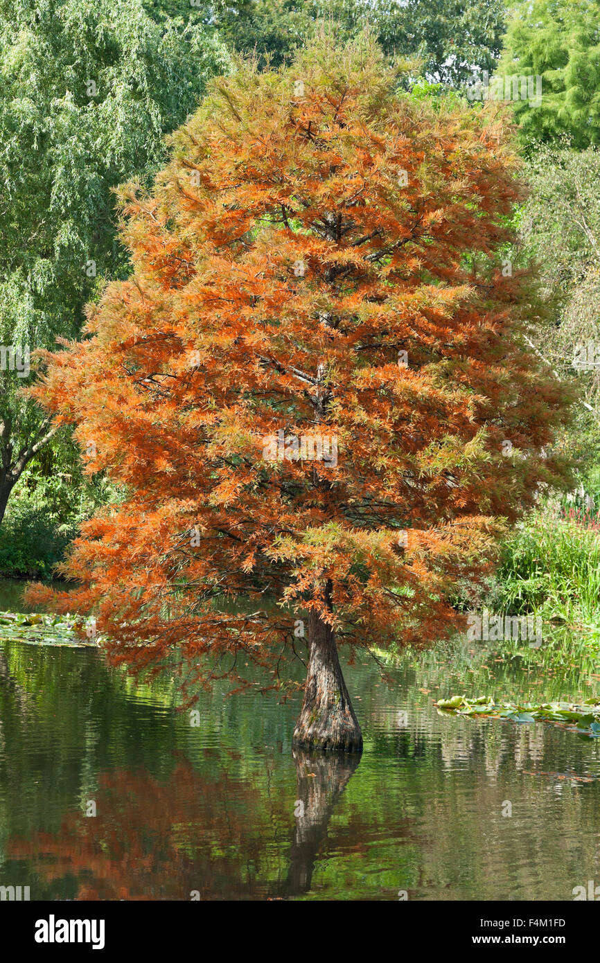Herbstfärbung Baum Blätter gold Rotes Laub Stockfoto