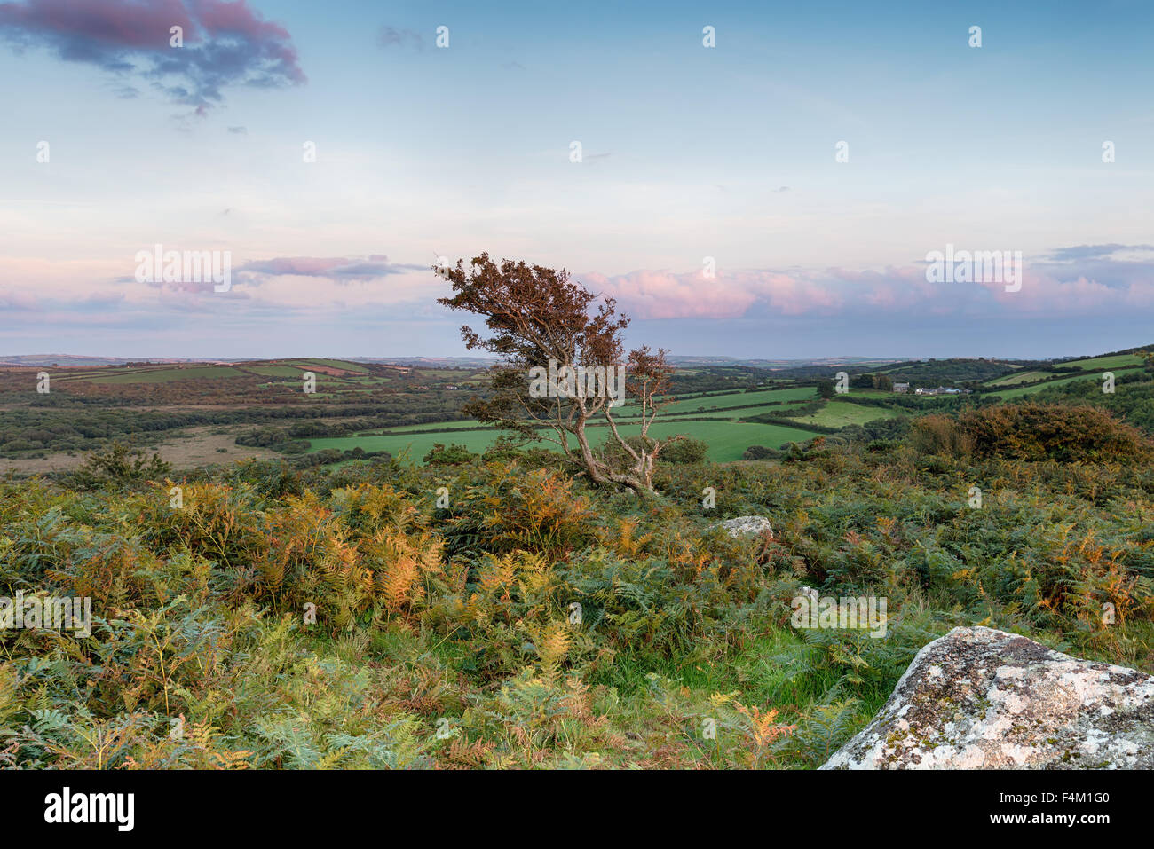 Wilden Moor in Cornwall mit einem Windsept Weißdorn Baum Stockfoto