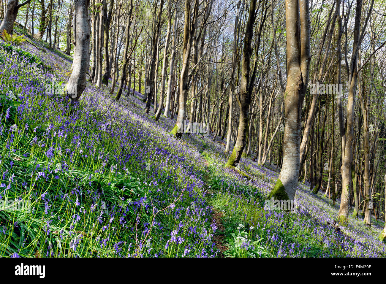 Glockenblumen wachsen auf einem steilen bewaldeten Hügel am Duloe in der Nähe von Looe in Cornwall Stockfoto