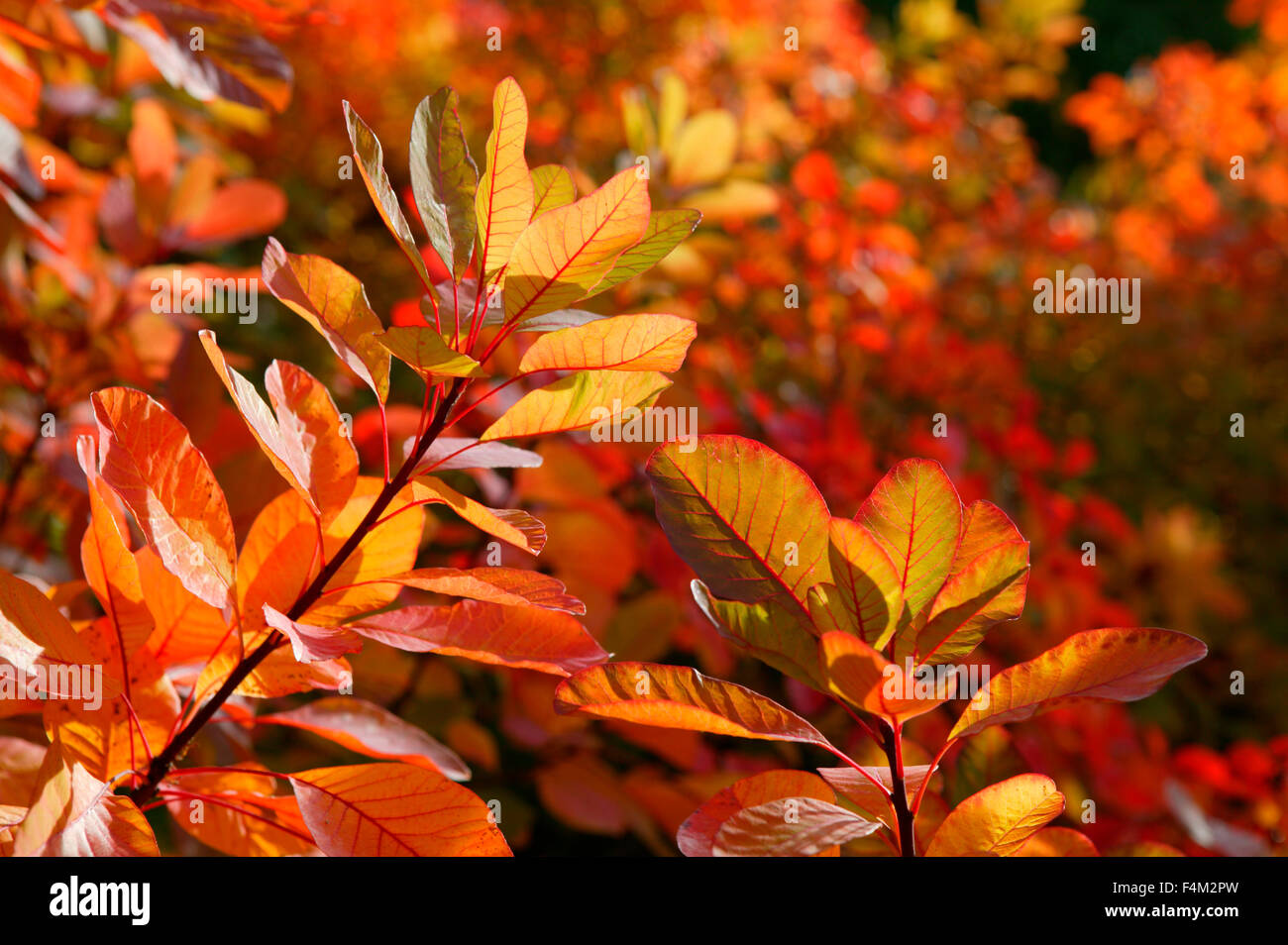 Cotinus Coggygria X cotinus Flamme (Rauch Busch). Nahaufnahme von hinten beleuchteten herbstliche Blättern. Oktober. Gloucestershire UK. Stockfoto