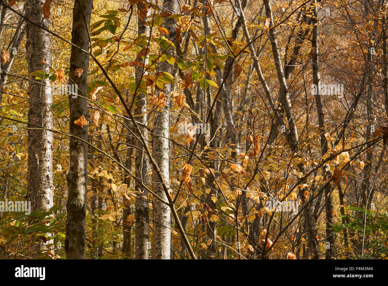 Wald im frühen Herbst, Loyalsock State Forest, endlose Berge, Lycoming County, Pennsylvania, USA Stockfoto