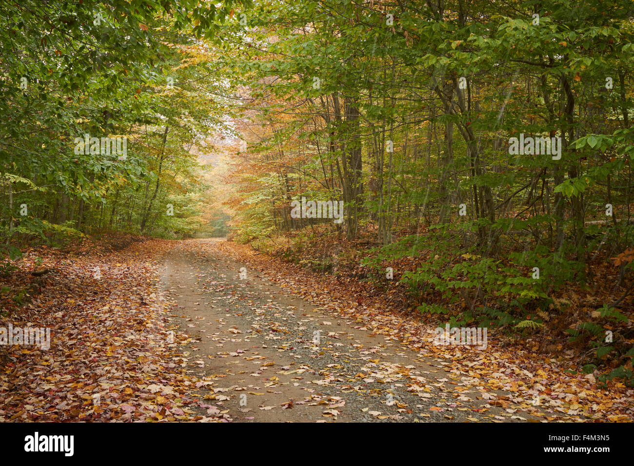 Feldweg im Herbst, Rock laufen, Loyalsock State Forest, Lycoming County, Pennsylvania, USA Stockfoto