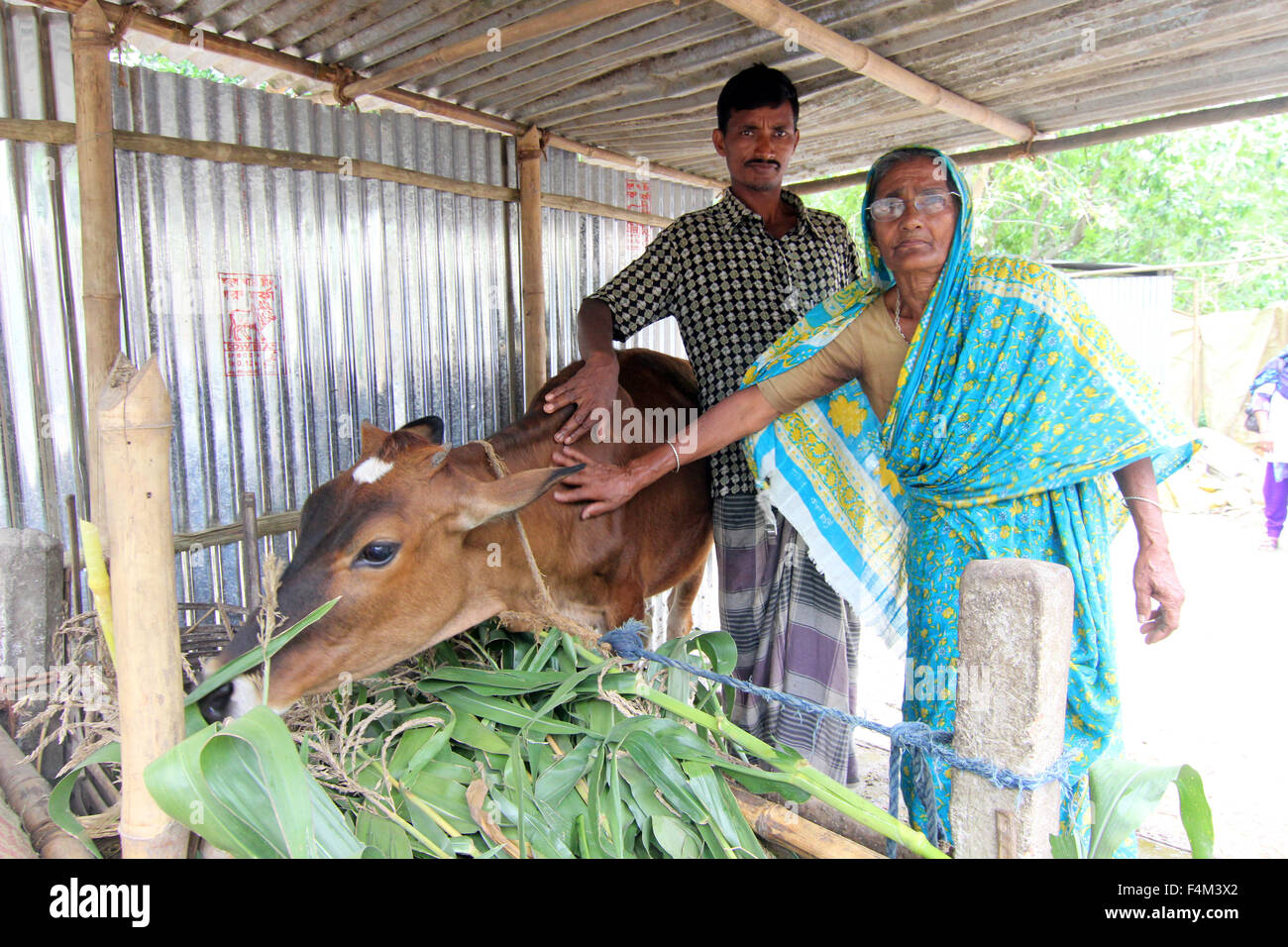 Anwara Begum (vorne), eine Großmutter und ihr Sohn streicheln eine Kuh in dem Dorf Outpara in Bangladesch, 8. April 2015. Bis vor ein paar Jahren sie gehörte zu den Armen der ärmsten in Bangladesch und selten hatte zwei Mahlzeiten pro Tag. Durch ein Programm initiiert, der Bangladesch-basierte NGO "Brac", die drei Frauen jetzt Tiere und haben regelmäßige Mahlzeiten. Brac konzentriert sich auf besonders armen Teilen der Bevölkerung auf etwa 1, 6 Millionen Haushalte zu erreichen und bis zu 95 Prozent der Menschen aus der Armut zu helfen. Foto: Doreen Fiedler/dpa Stockfoto