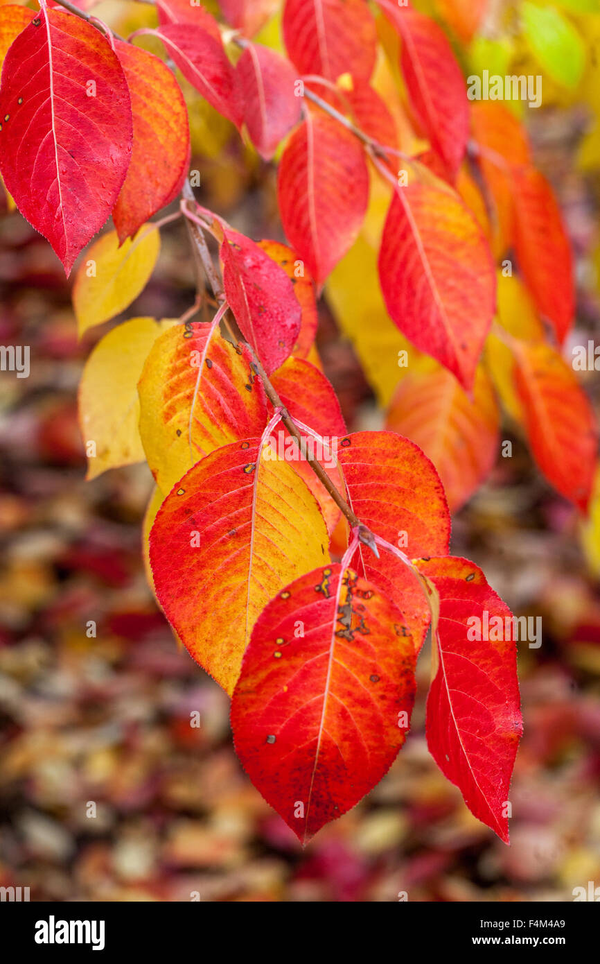 Viburnum, schöne Herbstblätter rote Herbstblätter wechseln ihre Farbe von rot zu gelb Stockfoto