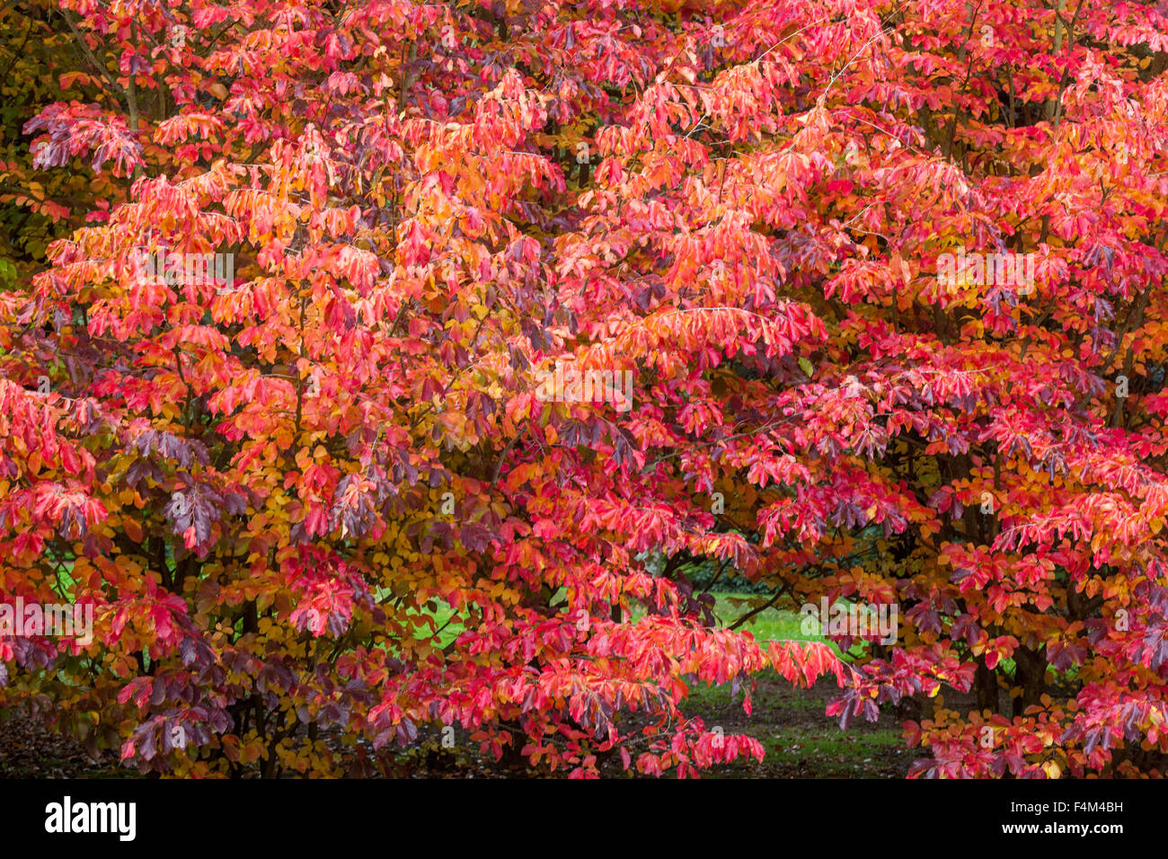 Parrotia persica, persisches Eisenholz, rote Herbstblätter auf Baum Parrotia Herbstgarten Laub Stockfoto