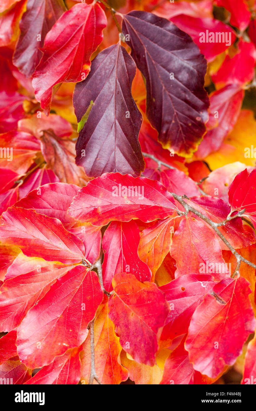 Persischer Eisenholzbaum Parrotia persica, hell glänzend rote Herbstblätter Irontree Stockfoto
