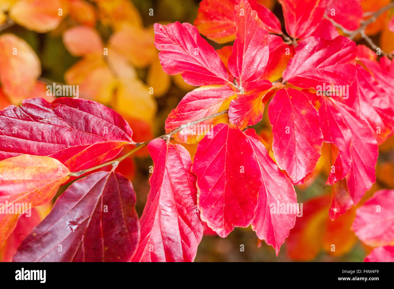 Persisches Eisenholz, Parrotia persica, rote Blätter Gartenlaube Herbst Oktober Pflanze Eisbaum Stockfoto