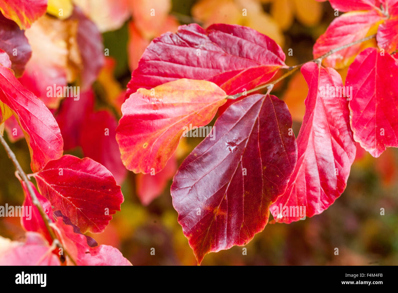 Parrotia persica rote Herbstblätter, persisches Eisenholz Parrotia persica Herbst Stockfoto