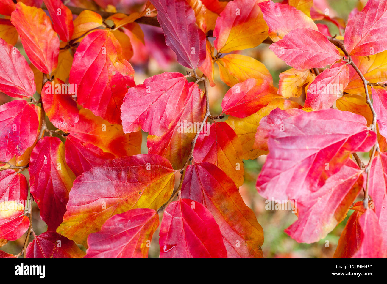 Persisches Eisenholz, Parrotia persica, hellrote Herbstblätter Laubbaum, lebhaftes Herbstlaub Irontree Stockfoto