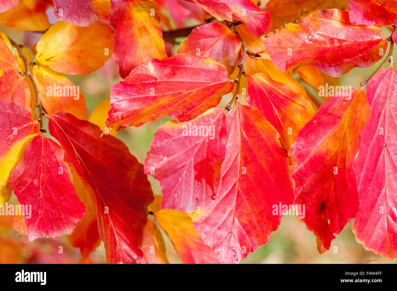 Persisches Eisenholz Herbst Parrotia persica, Rote Blätter auf Zweig Parrotia Herbst Farbe Irontree Stockfoto