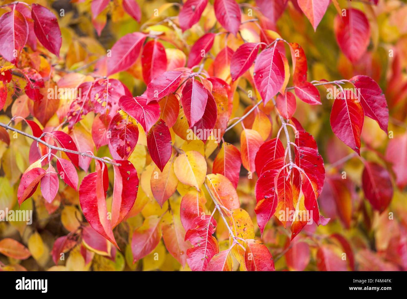 Viburnum prunifolium attraktives Laub wird im Herbst rötlich-violett Herbstblätter Hintergrund Stockfoto