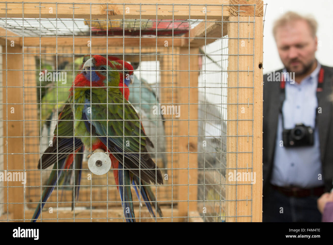 Papageien in Käfig auf Messe Stockfoto