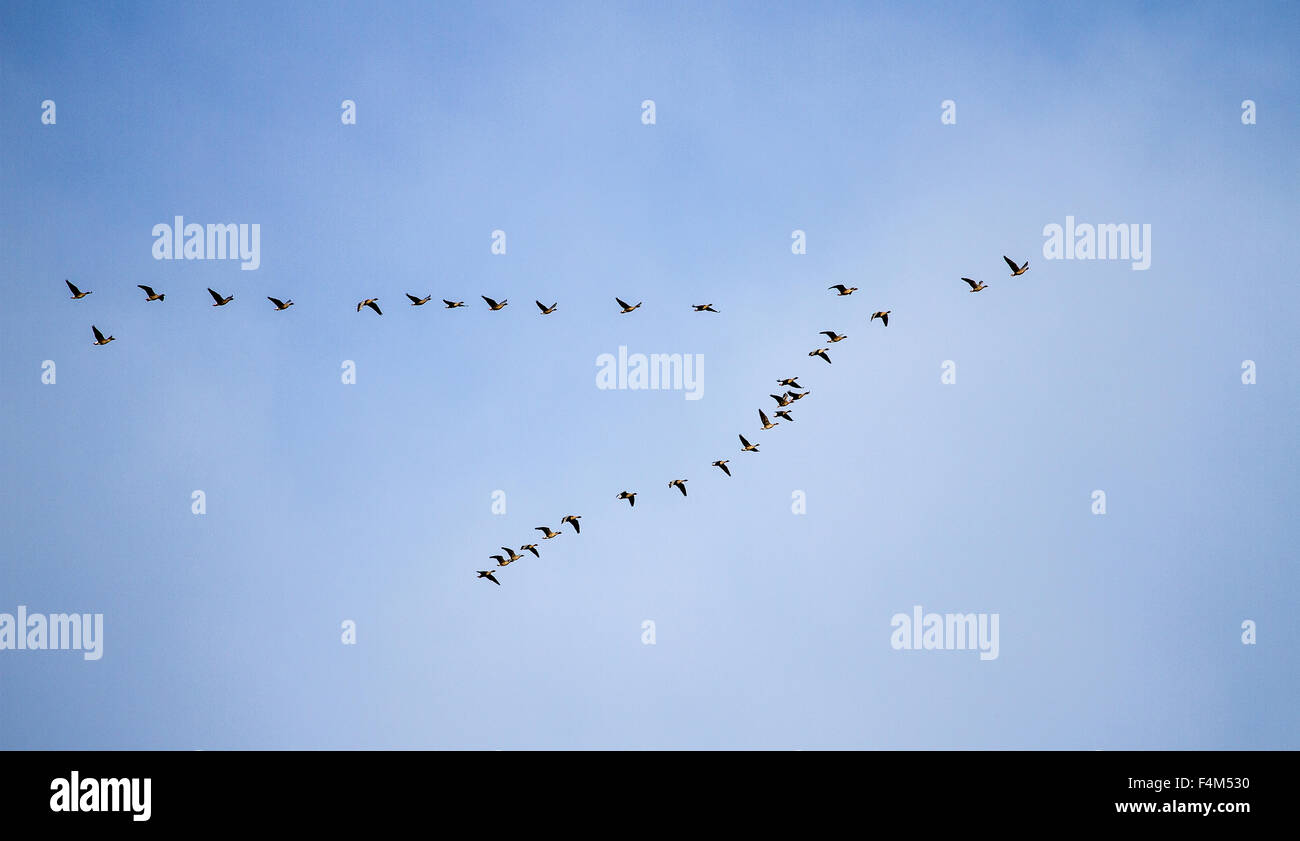 Dundee, Tayside, Scotland, UK, 20. Oktober 2015. UK-Wetter: Sonnig und Warm Herbstmorgen in Dundee. Dramatische Herbst Szene mit Pinkfooted Gänse Anzeigen ihrer Migration von V-Formation fliegen über dem Clatto Park in Dundee. © Dundee Photographics / Alamy Live News. Stockfoto