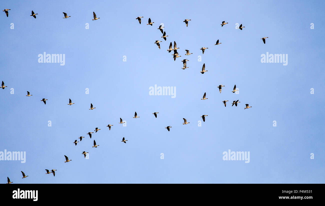 Dundee, Tayside, Scotland, UK, 20. Oktober 2015. UK-Wetter: Sonnig und Warm Herbstmorgen in Dundee. Dramatische Herbst Szene mit Pinkfooted Gänse Anzeigen ihrer Migration von V-Formation fliegen über dem Clatto Park in Dundee. © Dundee Photographics / Alamy Live News. Stockfoto