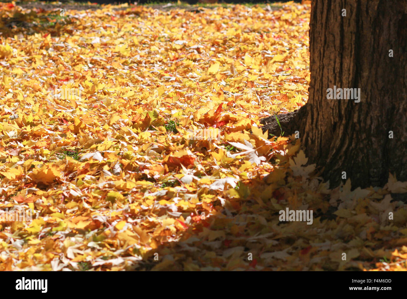 Parc Lafontaine in Montreal, Quebec. Stockfoto