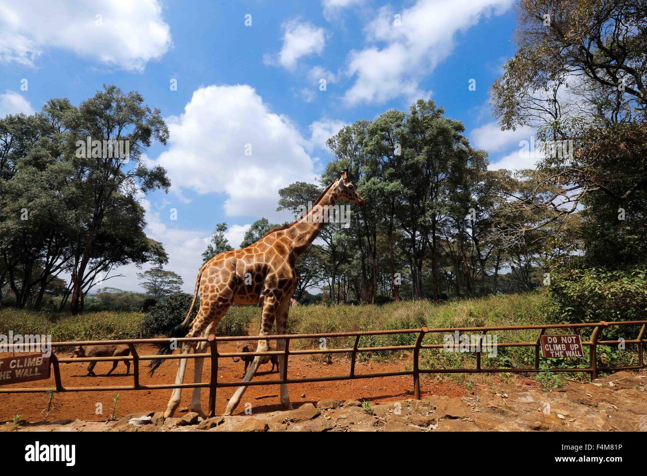 Nairobi, Kenia. 20. Oktober 2015. Eine Giraffe Spaziergänge an der Giraffe Centre in Nairobi, Kenia, am 20. Oktober 2015. Giraffe Centre, gegründet 1979, ist Teil einer Bewegung, die versucht, Giraffen, mit einige Giraffen Arten derzeit in Gefahr zu retten. Menschen können hier Kontakt mit Giraffen haben. © Pan Siwei/Xinhua/Alamy Live-Nachrichten Stockfoto